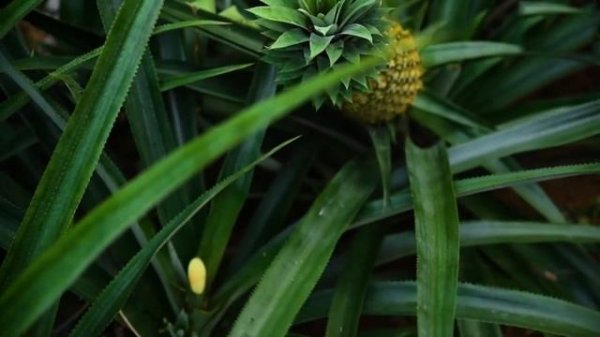 Киви, манго, ананас - где растут? Kiwi, mango, pineapple - where do they grow?