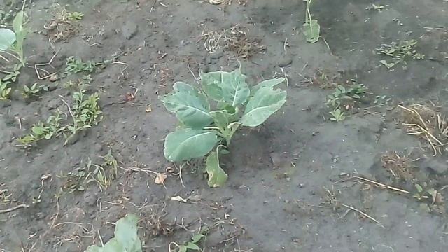 Коза - Дереза... И всё остальное. смотреть онлайн