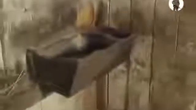 Тонька пулемётчица