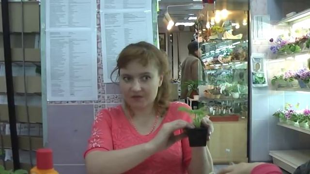 ДФ.Вырастить фиалку.Первые шаги.Н.Чистякова смотреть онлайн