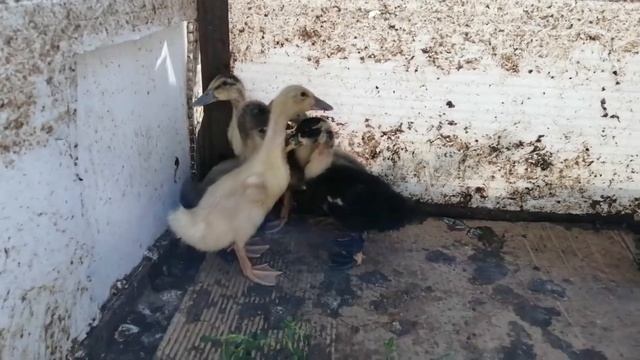 Разведение уток, обзор в домашних условиях.Duck breeding, review at home.#разведениеуток смотреть онлайн