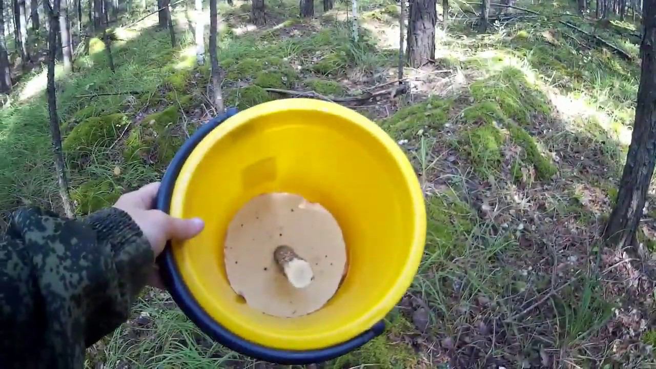 Вот это ГРИБАЛКА :) Нашли классную грибную поляну! #NIK_72 смотреть онлайн