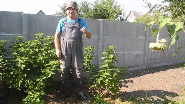 Посадили малиновые деревья, а ВЫРОСЛИ БЕЛЫЕ ГРИБЫ ! смотреть онлайн