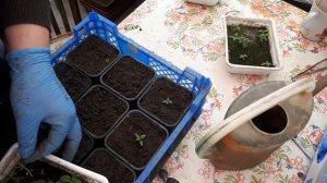 ГЕЛИОТРОП. Как сеяла, пикировка.