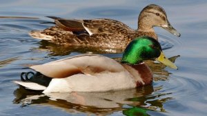 Охота на Утку Лето-Осень 2024г.