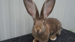 Кролик породы Ризен? Плюсы и минусы кроликов. Чем кормить кроликов? Ризен #реки #кролики #ризен#рек