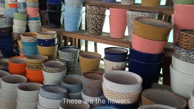 plant ko kaise maintain karna hai plant name #YouTube #plants #flower #nursery#video #viral смотреть онлайн