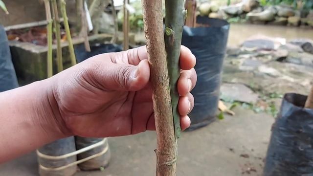 EASY GRAFTING смотреть онлайн