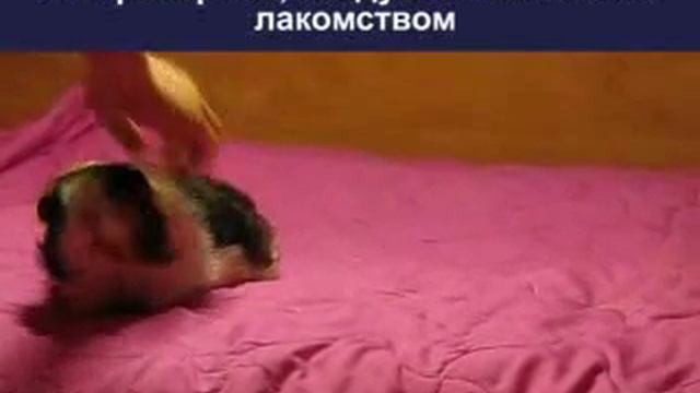 Как научить свинку команде "Дай лапу" смотреть онлайн