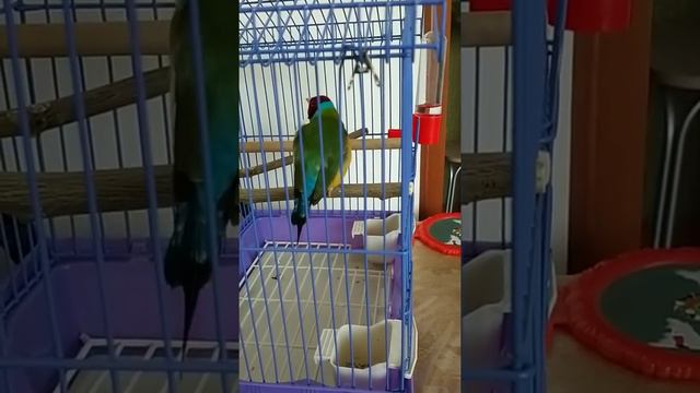 амадина гульда, молодой мальчик поёт смотреть онлайн