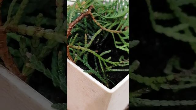 Туя из веточки смотреть онлайн
