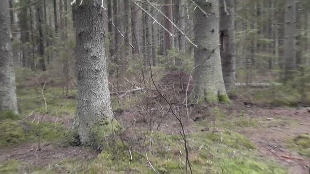 Экологическая тропа в Комарово (Келломяки) смотреть онлайн