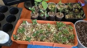 Адениум: уход за сеянцами, первая пересадка.