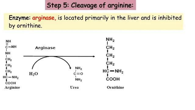 MED.LEVEL2.GIT module. BIO Lecture 5 Urea cycle (part 2) смотреть онлайн