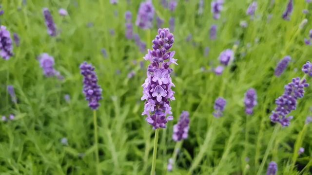Lavandula angustifolia Hidcote смотреть онлайн