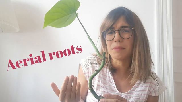 Propagating Monstera Deliciosa from cutting! смотреть онлайн