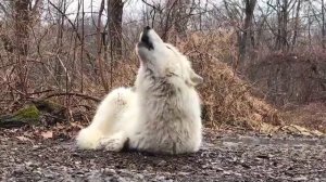Белый волк воет