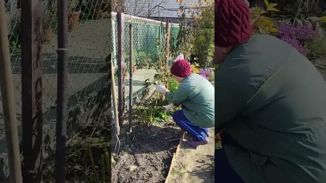 6 октября 2023 г.Убираю георгины на хранение.