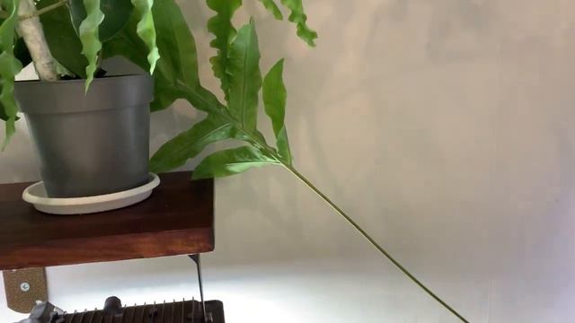 Не большой обзор моих любимых цветочков 🥰