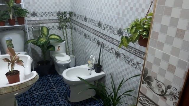 Комнатные цветы обзор