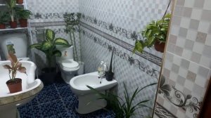 Комнатные цветы обзор