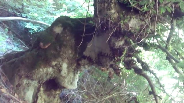 Hike in the forest. The Forester found an interesting abnormal tree in the forest. anomalous zone смотреть онлайн