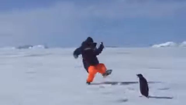 Прикол с пингвином смотреть онлайн