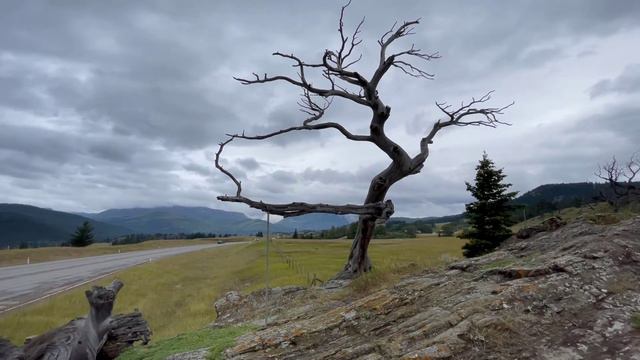 The Burmis Tree Alberta Canada смотреть онлайн