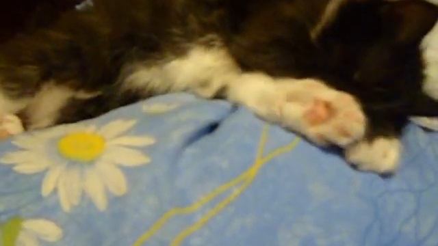 Котенок сладко спит.wmv смотреть онлайн