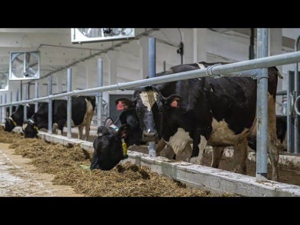 Освещение предприятия агропромышленного комплекса