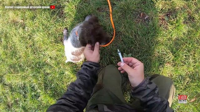 Глисты перед прививкой собаке прогоняют каждый раз перед данной процедурой! смотреть онлайн