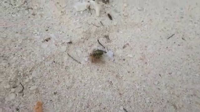 Hermit crab (Rota island) смотреть онлайн