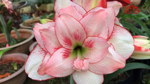 Elvas Amaryllis смотреть онлайн