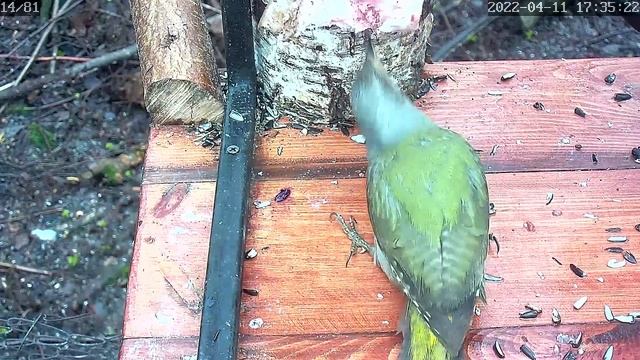 Крик седого дятла смотреть онлайн