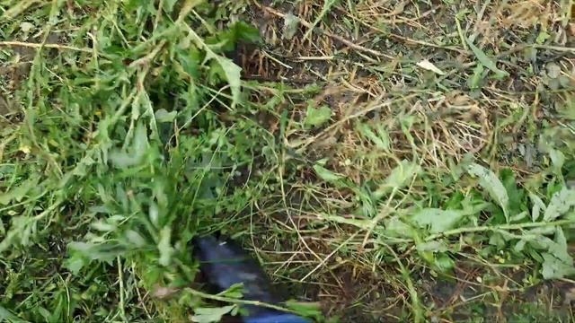 Триммер бензиновый CARVER Promo PBC-52 смотреть онлайн