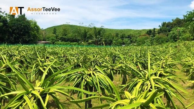 Dragon Fruit Is A... Cactus? | AssorTeeVee смотреть онлайн