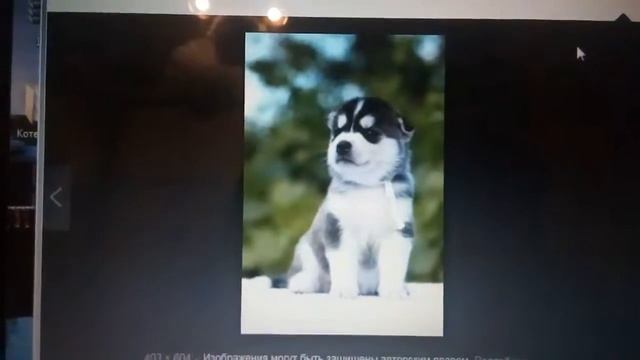 Милые щеночки фото (хаски) ??? смотреть онлайн