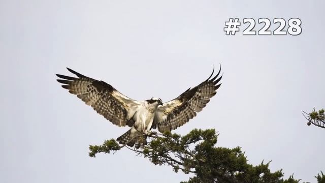 #2228. Птицы - хищники (В мире животных) смотреть онлайн