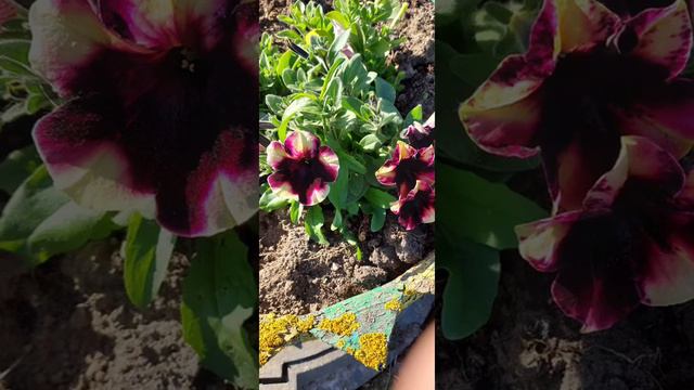 Дача🏡лето,цветут цветы🌺🌷🌹🌸 смотреть онлайн