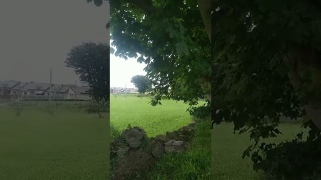 Спать под деревом или у ворот кладбища! ?? смотреть онлайн