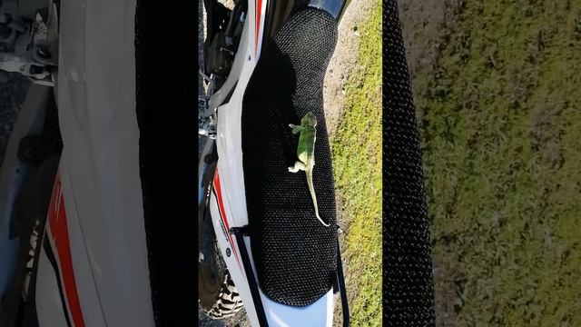 +10 До Комфорту VOGE 300 Rally смотреть онлайн