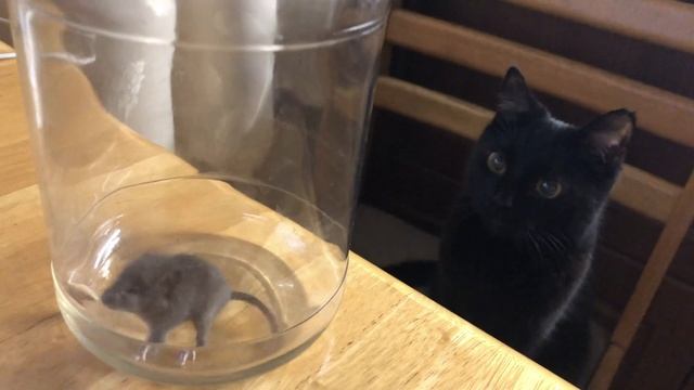 Опять Поймала Мышку 4K Caught the mouse смотреть онлайн