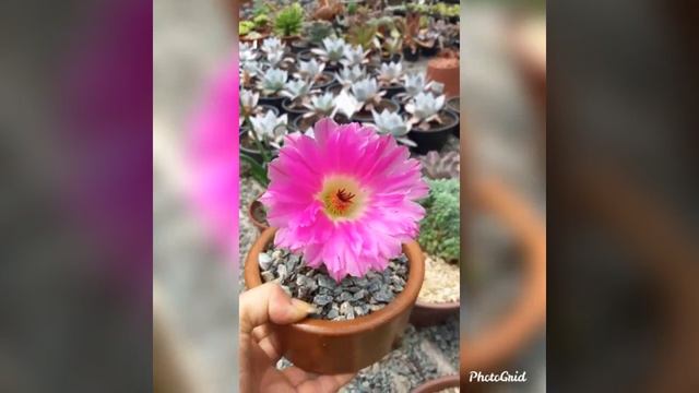 Echinocereus Rigidissimus смотреть онлайн
