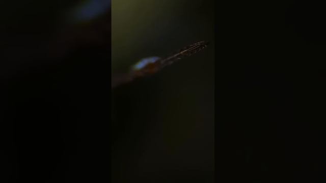 Почему пчела жалит один раз смотреть онлайн