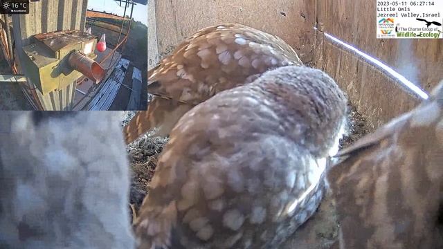 The little owl feeds her fledglings. смотреть онлайн