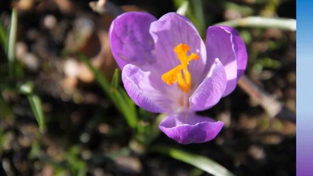 Krokusy w Szczecinie 2017.03.22 смотреть онлайн