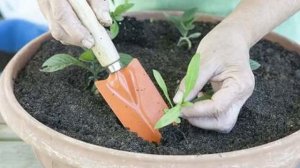 Флокс Блю Парадайз (blue paradise)