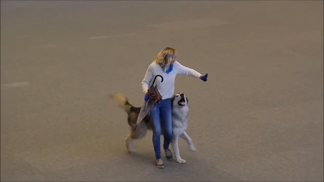 ЧЕ 2016 НТМ Полина Ильина и Инди смотреть онлайн