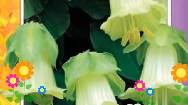 Кобея лазающая Винно-белая (Vinno-belaya). Краткий обзор, описание характеристик, где купить семена смотреть онлайн