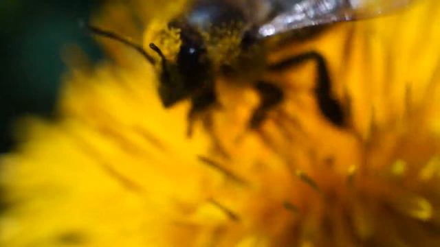 Бджола. Макро смотреть онлайн